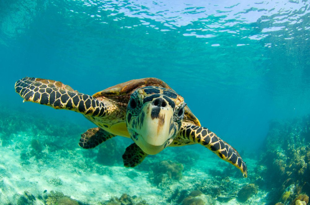 Tortoise swimming in clear blue water with a coral reef in the background